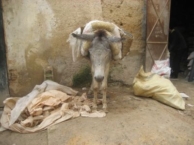 donkey2
