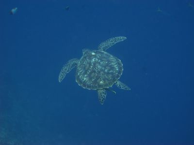 turtle